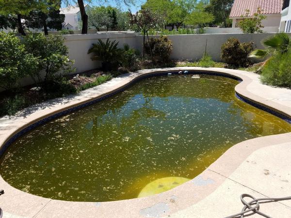 Hammerhead Pool Service and Maintenance Llc.