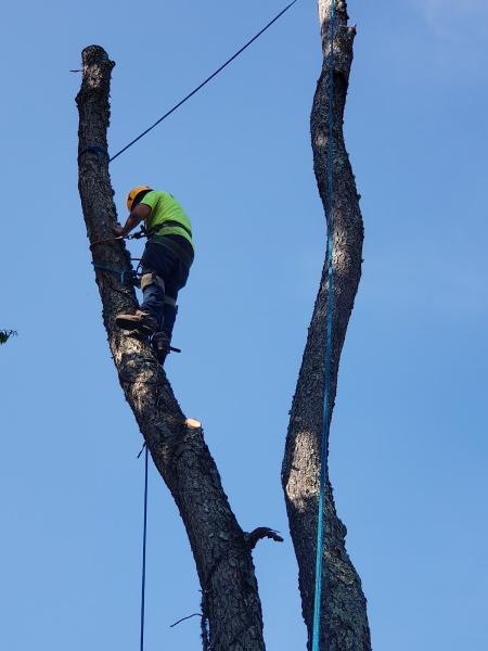 Norton's Tree Care