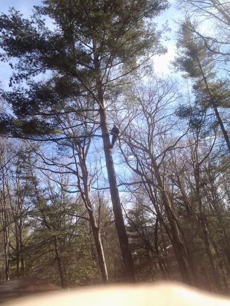Norton's Tree Care