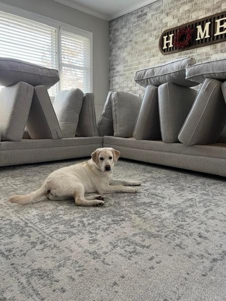 Protech Carpet Care