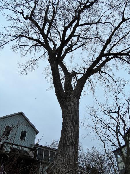 Sullivan Tree Care