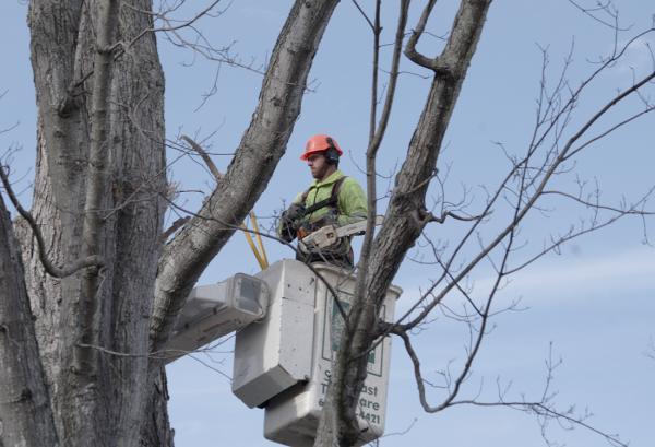 Seacoast Tree Care