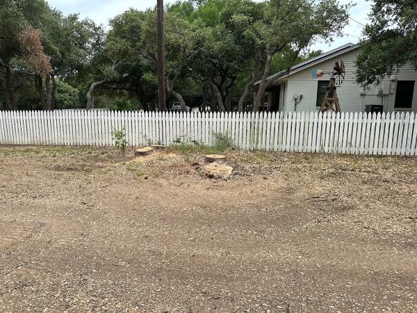Ash Tree Service