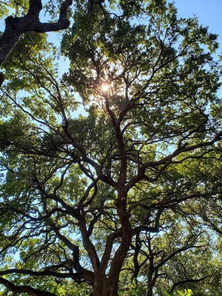 Ash Tree Service