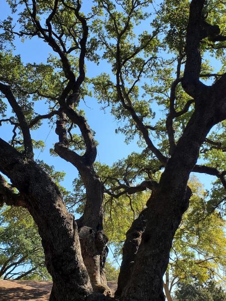 Ash Tree Service