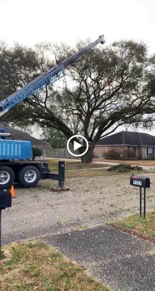 Biggz Tree Care