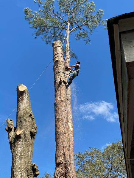 Biggz Tree Care