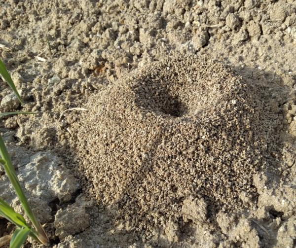 Extreme Termite and Pest Control