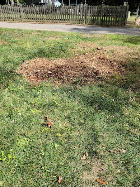 Bloom Stump Removal