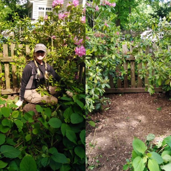 Bloom Stump Removal