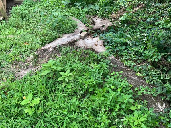 Bloom Stump Removal