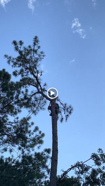 Cheap & Great Tree Services