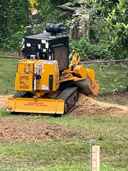 Cheap & Great Tree Services