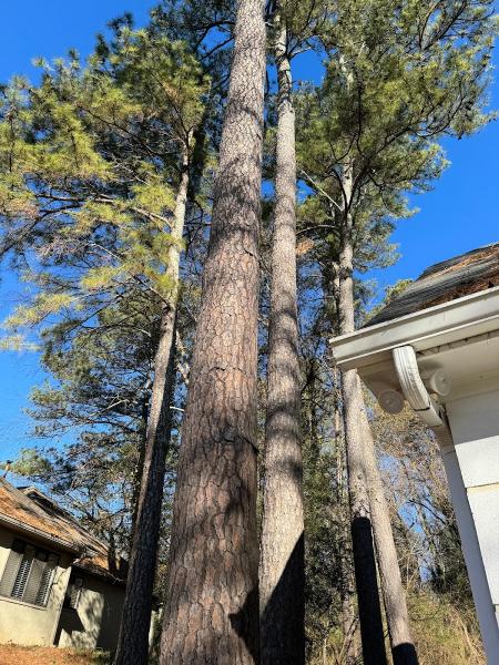 Cheap & Great Tree Services
