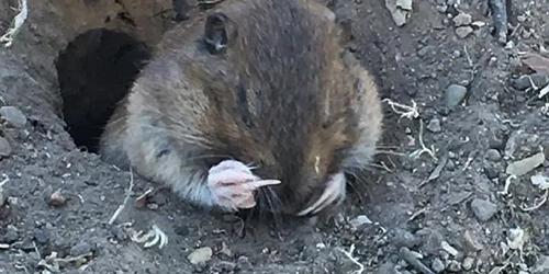Mitch's Gopher Control
