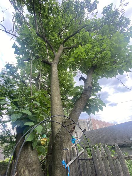 Victory's Tree Services Inc