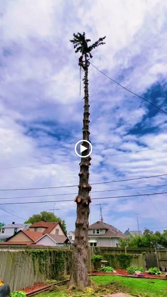 Roman Tree Care
