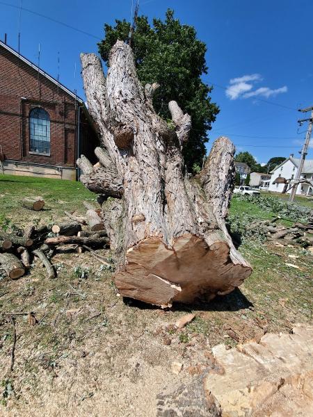 A+ Tree Removal