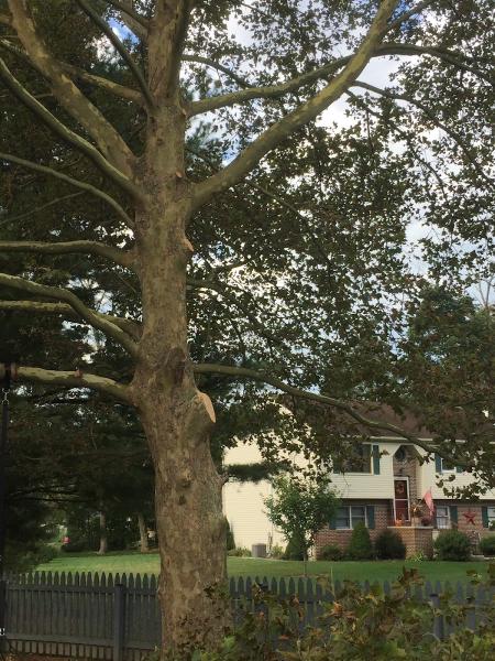 A+ Tree Removal