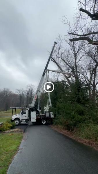 Pro Tree Services LLC