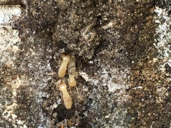 All About Pest Llc.