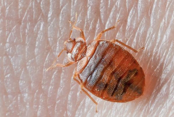 All About Pest Llc.
