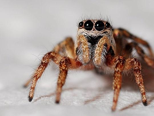 Get Lost Pest Control