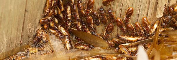 Bugwacker Termite & Pest Control