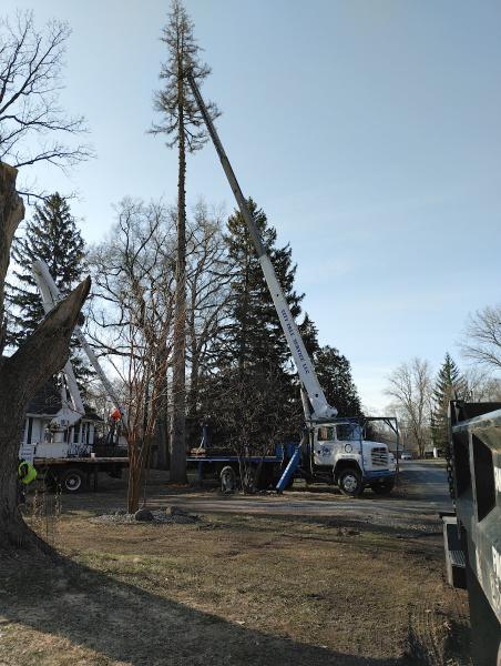 City Tree Service