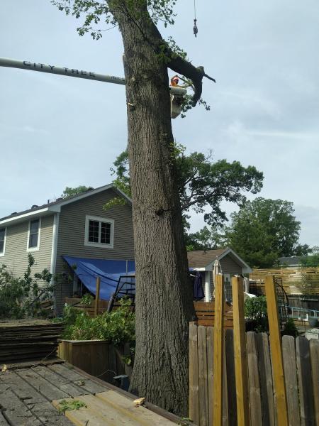 City Tree Service