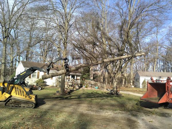 City Tree Service