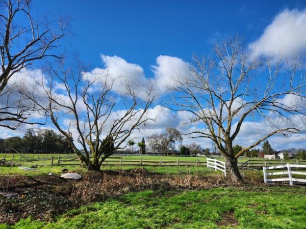 Matias Tree Service & Landscape Contractor