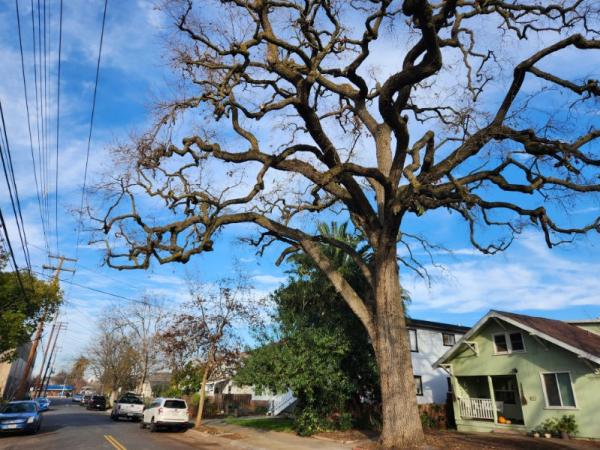 Matias Tree Service & Landscape Contractor
