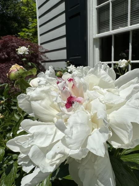 Ruggiero Landscaping
