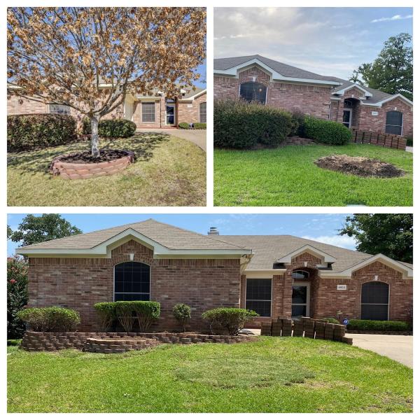 DFW Tree Solution