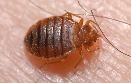 Home Pro Pest Control and Home Services