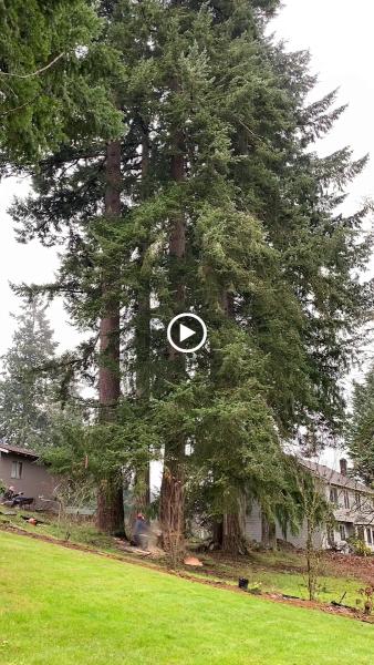 Reyes Tree Service