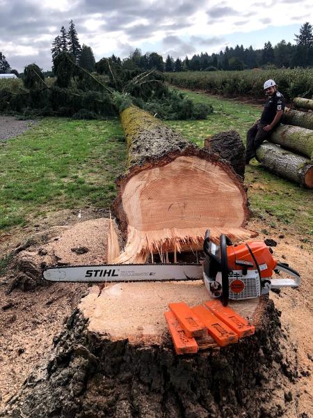 Reyes Tree Service