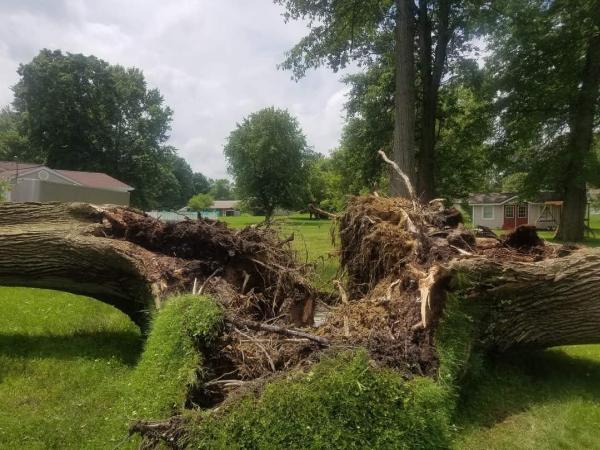 Shaffer Tree Services