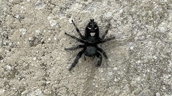 H2 Pest Control