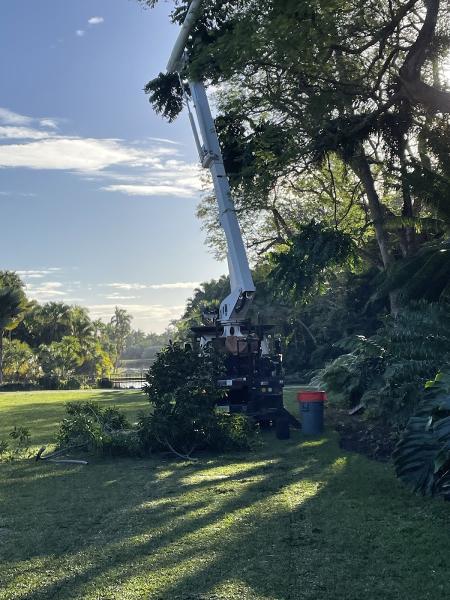 Native Tree Service