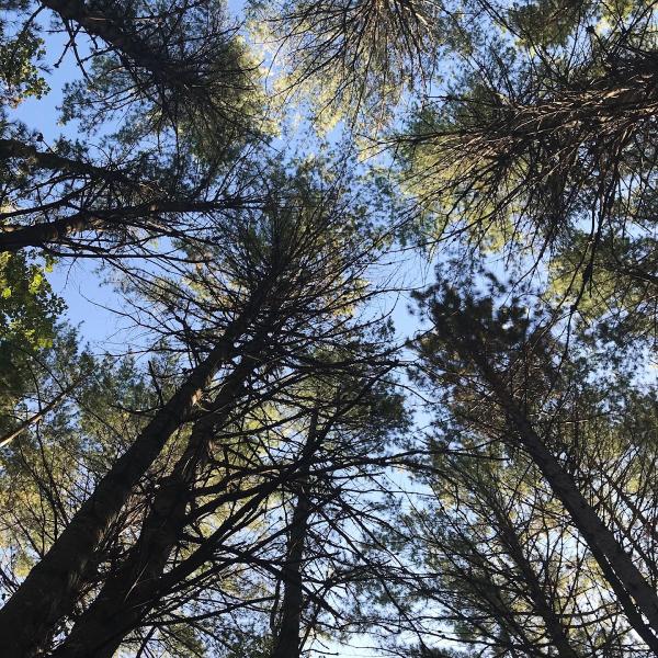 Lubbers & Sons Tree Care