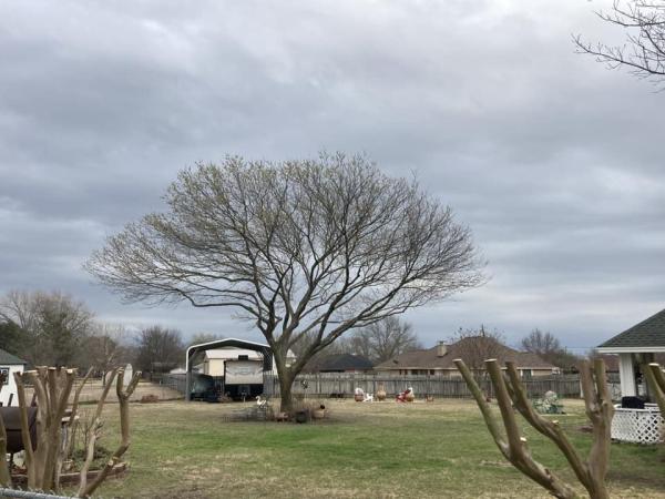 Ridge Tree Trimming Service
