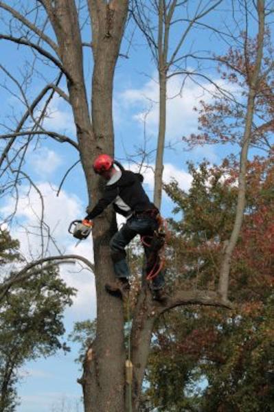 Orchard Park Tree Service