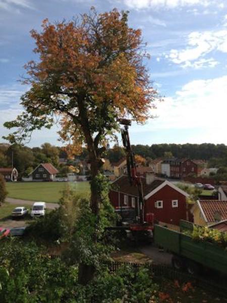 Orchard Park Tree Service