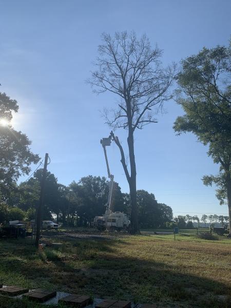 Precision Tree Service
