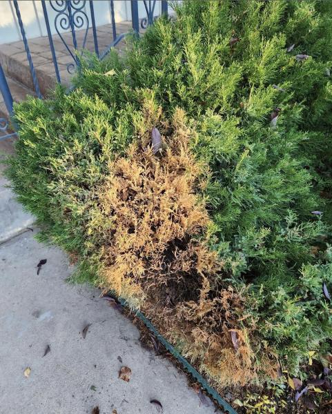 Green Pointe Tree Care