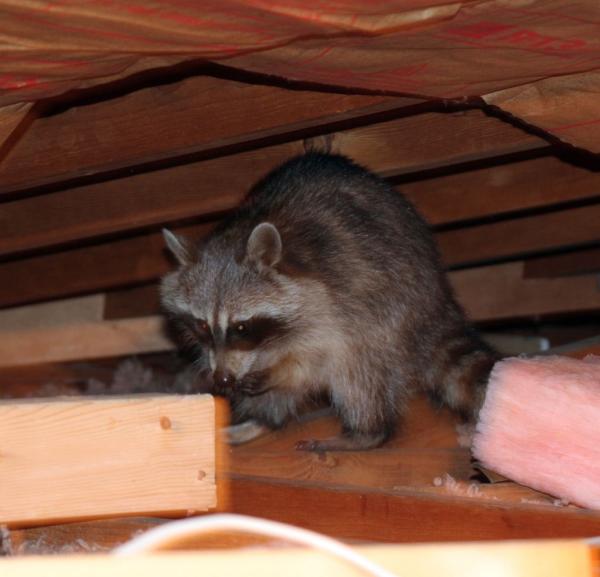 Animal Boy Trapping Services