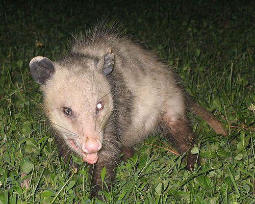 Animal Boy Trapping Services