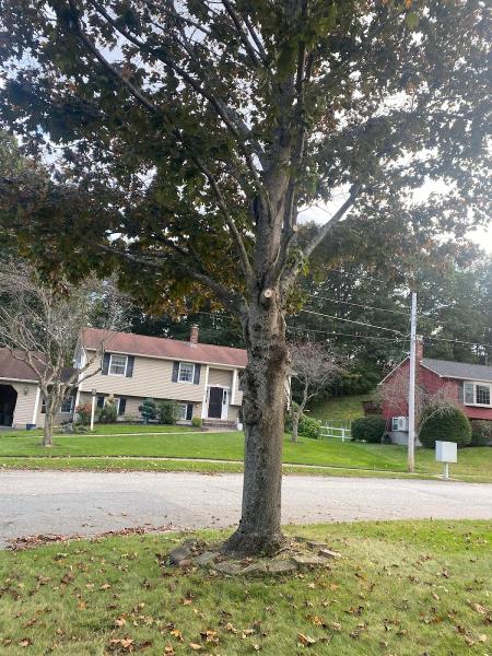 Maple Leaf Tree Service
